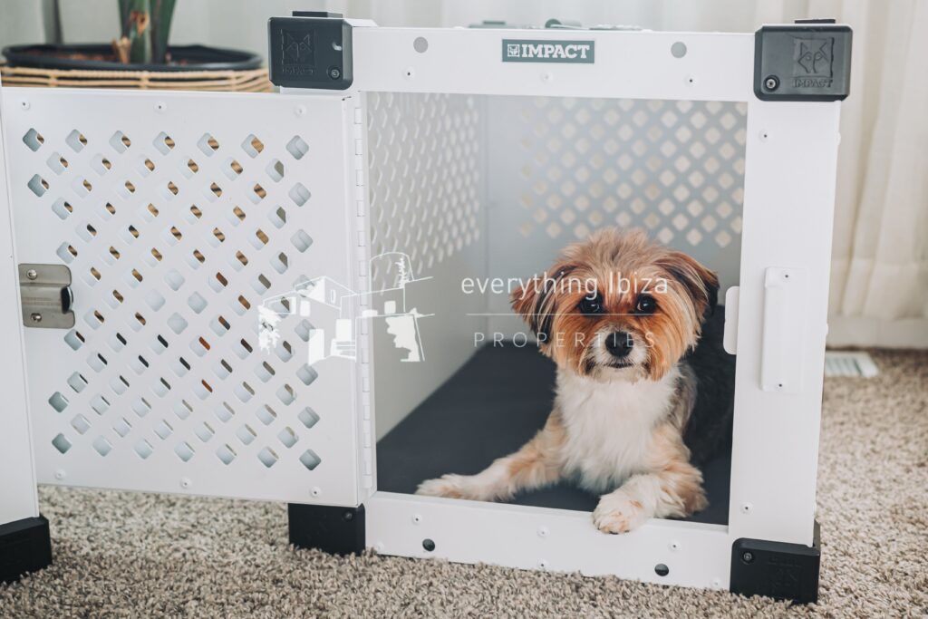 Moving Your Pets to Ibiza: The Complete Guide for Animal-Loving Buyers
